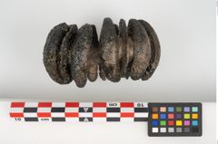 Foto von Bronzebuckelarmreif (NHMW-PRAE-025851)